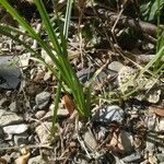 Carex barbarae Pokrój