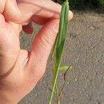 Festuca pratensis Foglia