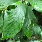 Clethra alnifolia Hoja