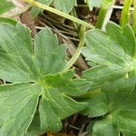 Ranunculus acris Folha