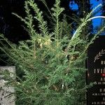 Taxus canadensisList