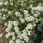 Lobularia maritimaFiore