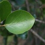 Scolopia heterophylla 葉