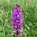 Orchis masculaFlower