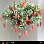 Cotyledon pendens Yaprak