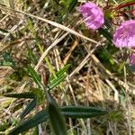 Kalmia polifolia Blatt