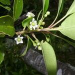 Ilex costaricensis موطن