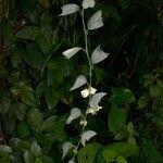 Passiflora biflora Hábito