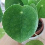 Pilea peperomioides ᱥᱟᱠᱟᱢ