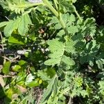 Phacelia ramosissima Liść