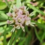 Trifolium semipilosum 花