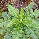 Sonchus congestus Blatt