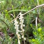 Goodyera repens Blüte