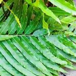 Stenochlaena tenuifolia Blad