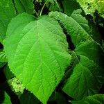 Hydrangea arborescens Листок