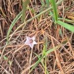 Convolvulus sagittatus Flower