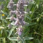 Stachys germanica Kwiat