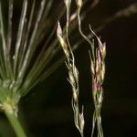 Piptatherum miliaceum Flower