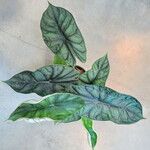 Alocasia baginda Хабит