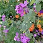 Lunaria annua Flor