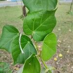 Hibiscus tiliaceusLeaf