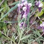 Linaria amethystea Folha