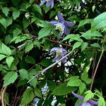 Clematis alpina Fula