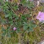 Geranium subargenteum പുഷ്പം