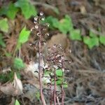 Corallorhiza wisteriana Хабит