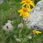 Arnica montana Flower