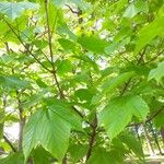 Acer sterculiaceum برگ