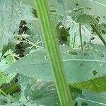 Cirsium oleraceum Schors