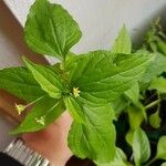 Galinsoga parviflora Leaf