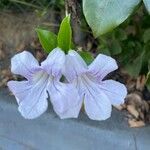 Bignonia callistegioides फूल