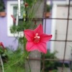 Ipomoea quamoclit Fiore