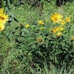 Helianthus hirsutus Агульны выгляд