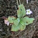 Pinguicula crystallina Leaf