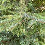 Picea omorika Hostoa