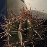 Ferocactus latispinus Blad