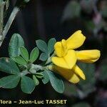 Genista monspessulana Flor