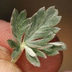 Potentilla pseudosericea Hoja