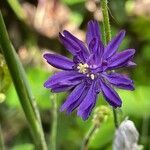 Aquilegia atrata Flower