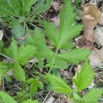 Geum aleppicum Leaf