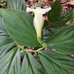 Chamaecostus congestiflorus ফুল
