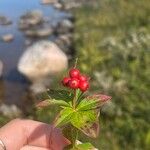 Cornus suecica Fruit