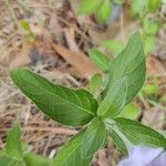 Ruellia humilis Лист