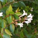 Abelia x grandiflora Flor