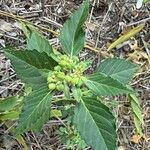 Euphorbia davidii Flower