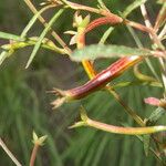 Ludwigia octovalvis Flower