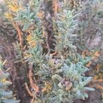 Teucrium dunense Hoja